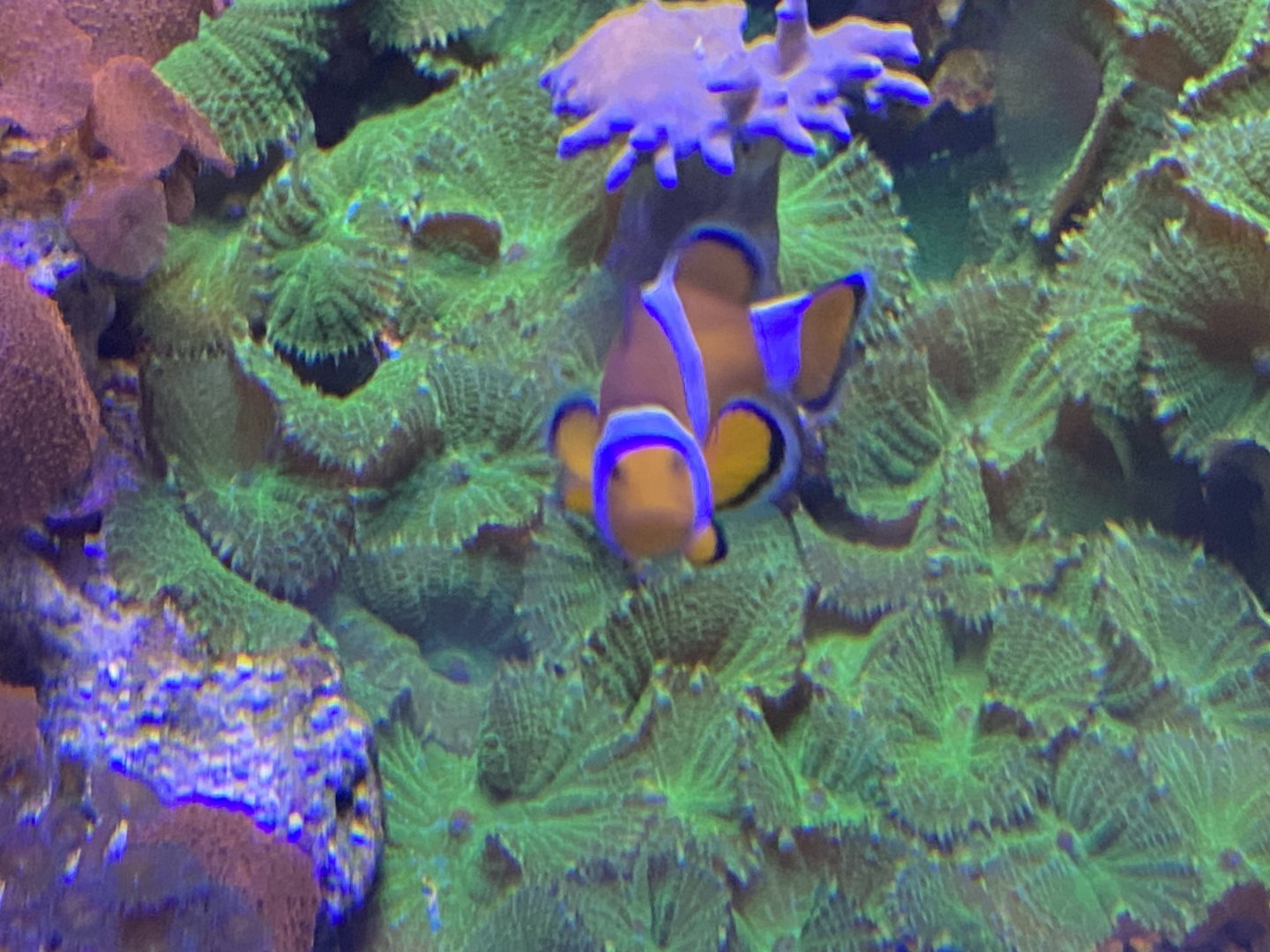 Clownfish