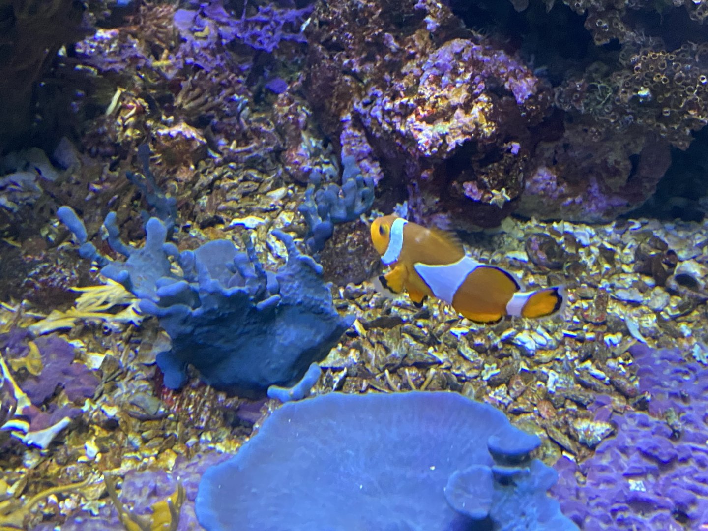 Clownfish