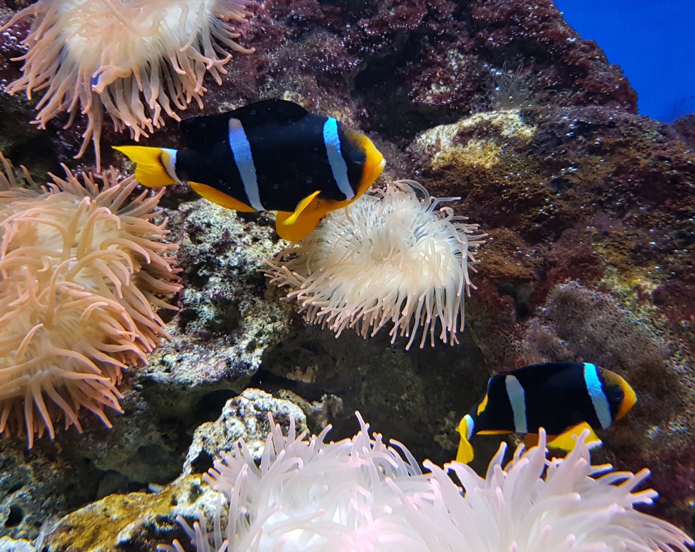 Clownfishes