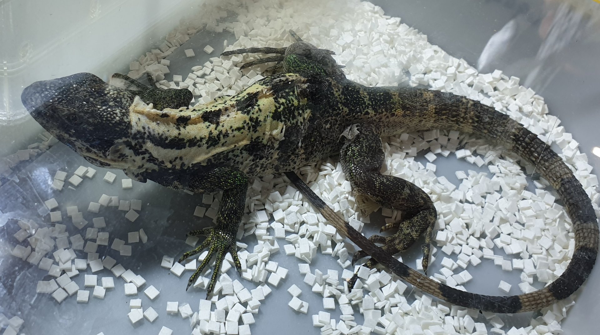 Club-tailed iguana - Ctenosaura quinquecarinata