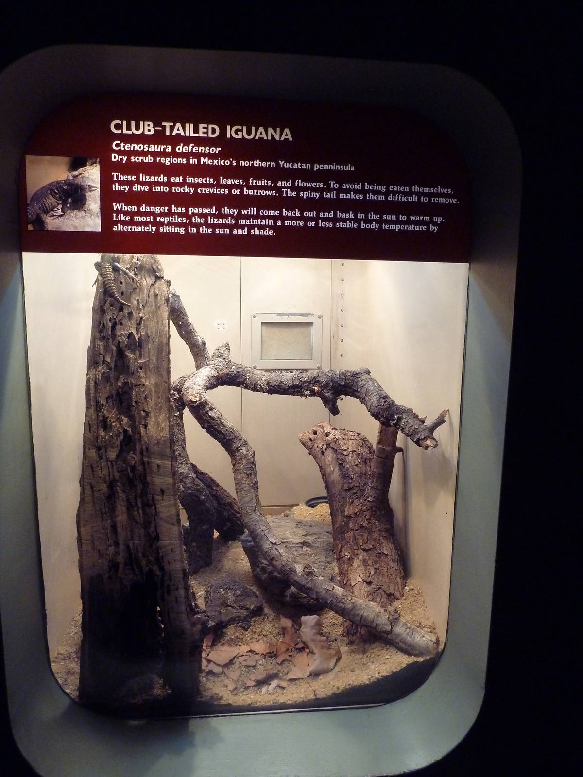Club-Tailed Iguana Exhibit