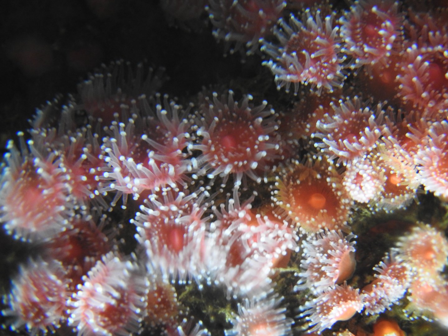 Club-tipped Anemones