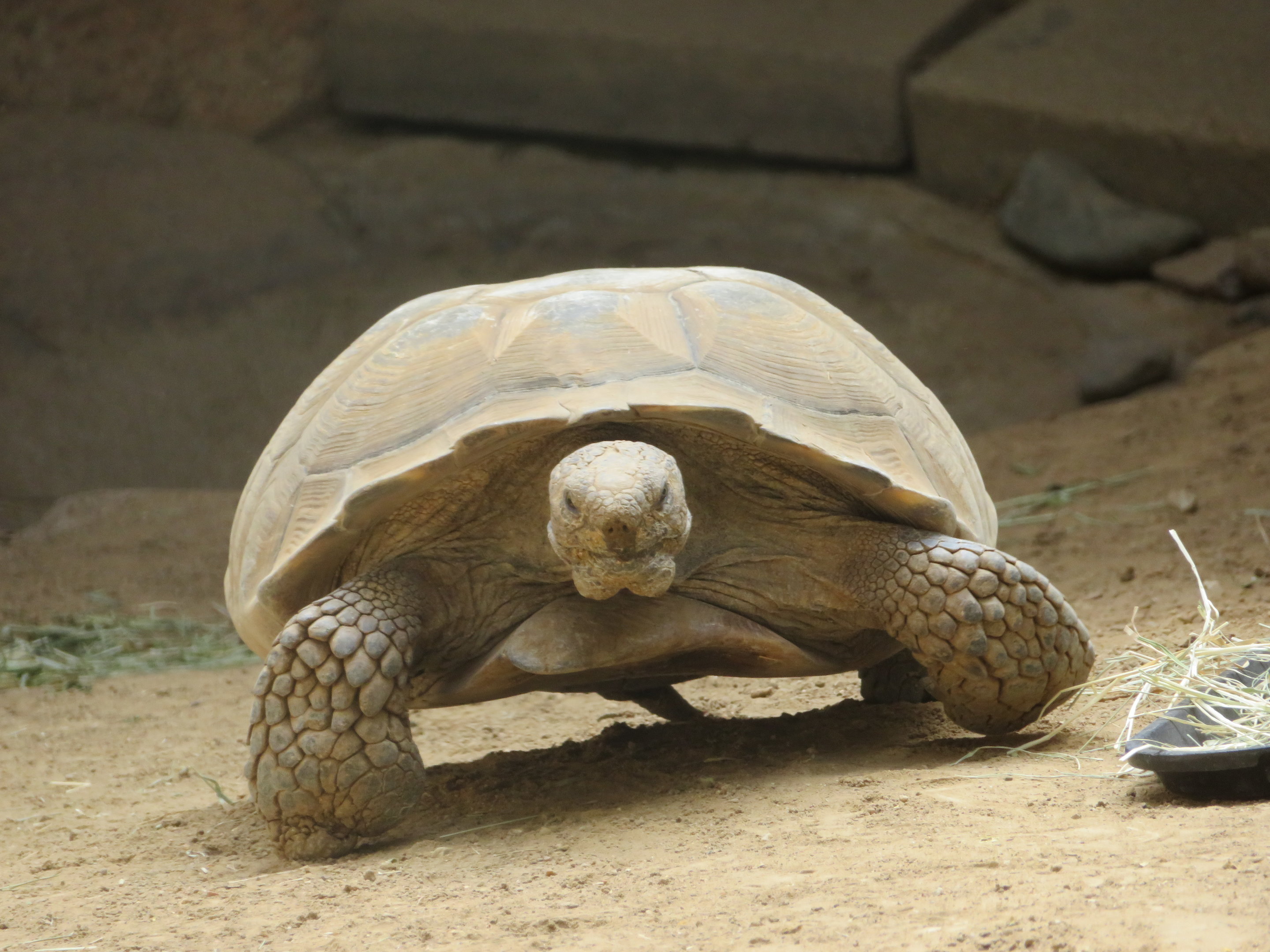 Clubfoot Desert Tortoise