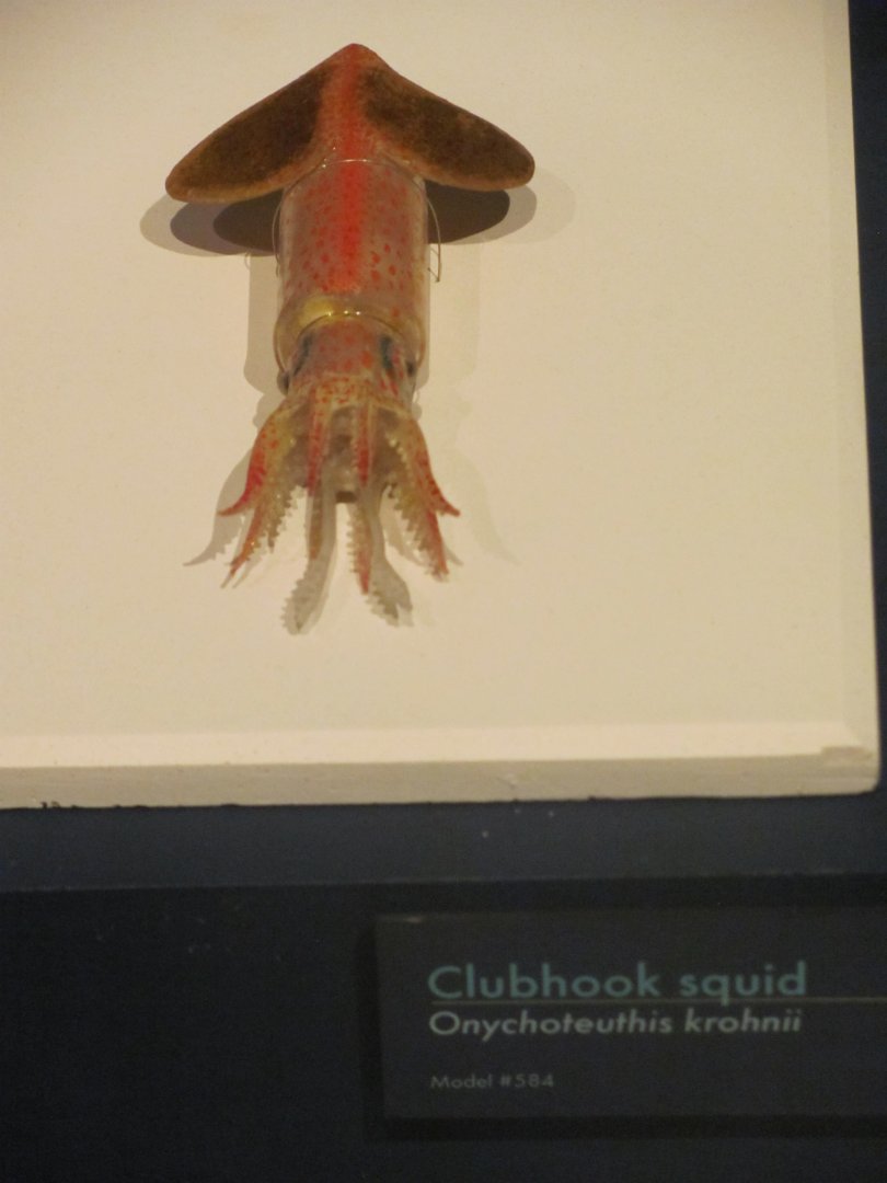Clubhook Squid