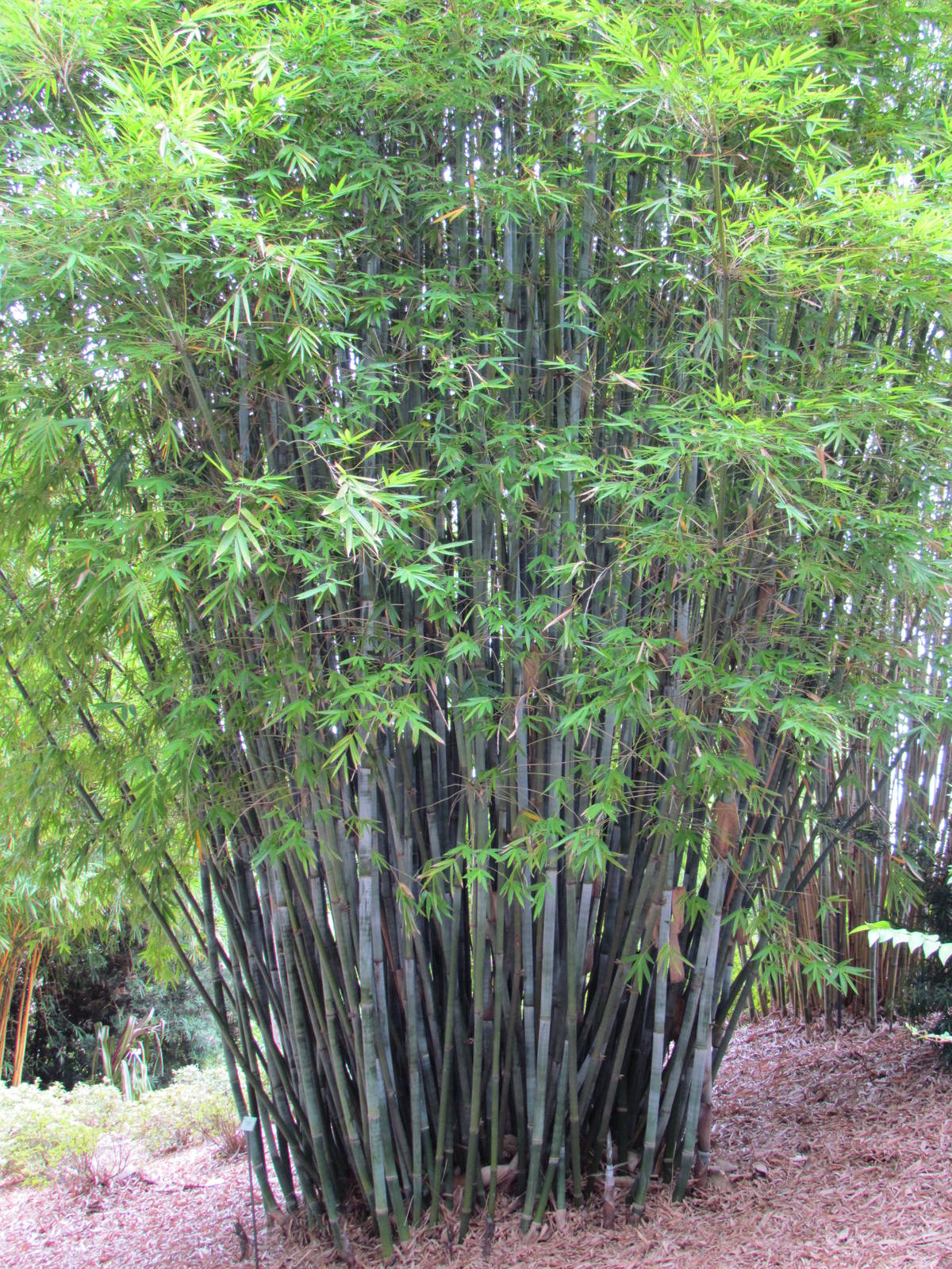 Clump of Bamboo
