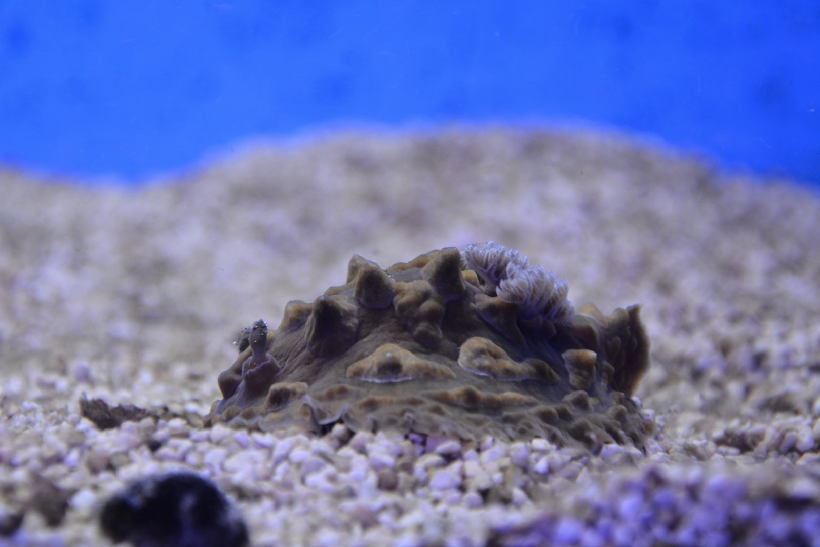 Clumpy nudibranch (Asteronotus cespitosus)