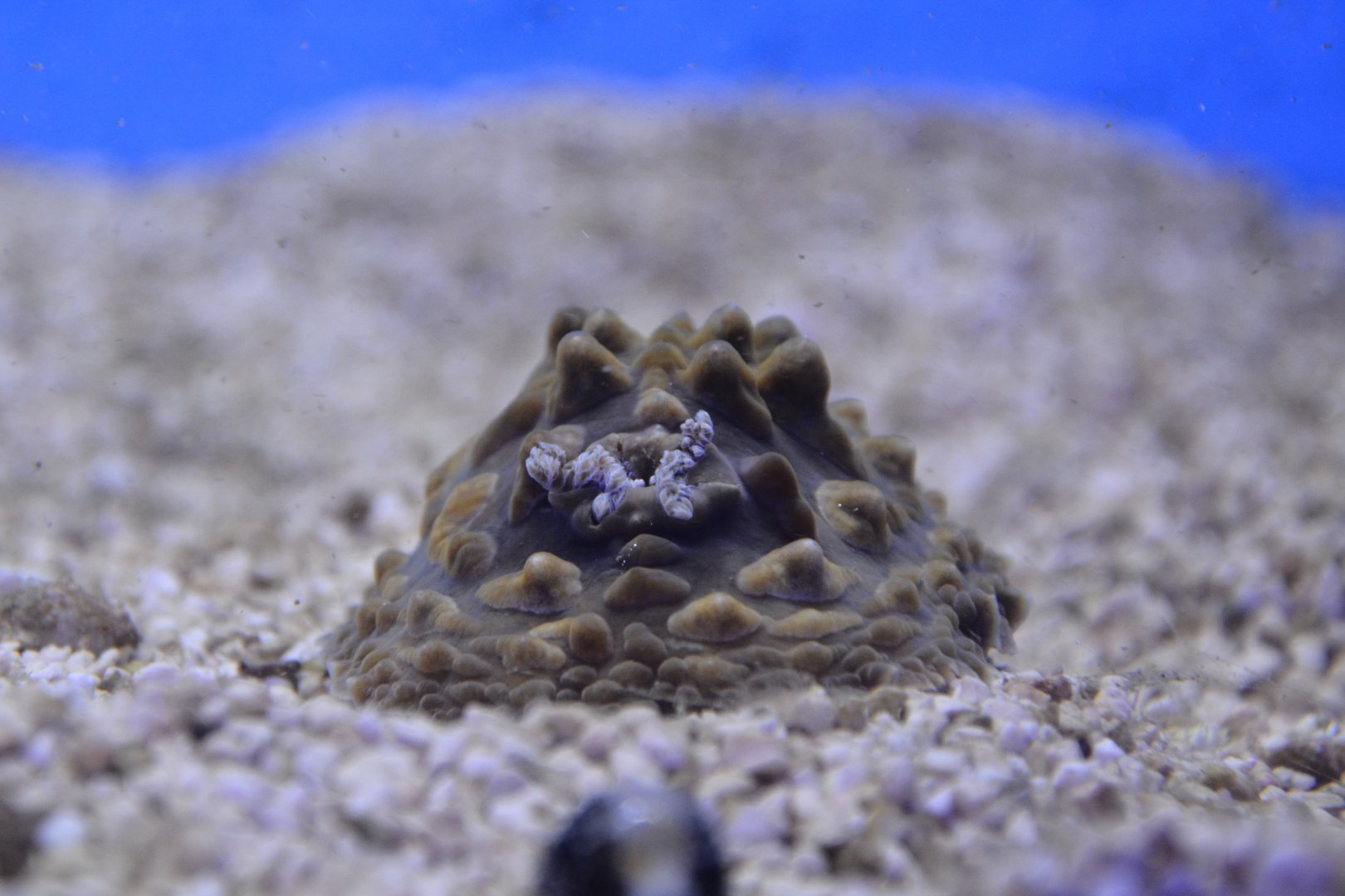 Clumpy nudibranch (Asteronotus cespitosus)