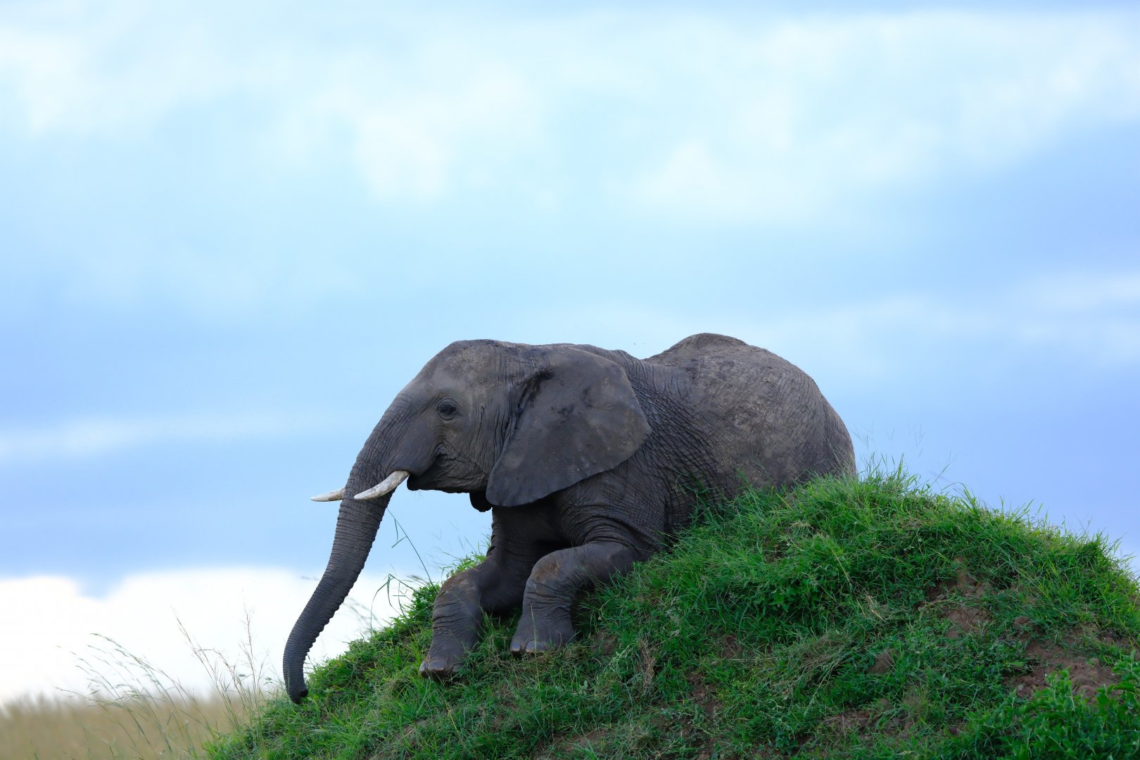 Clumsy elephant trying to top a hill
