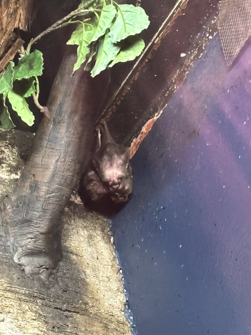 Cluster of Vampire Bats