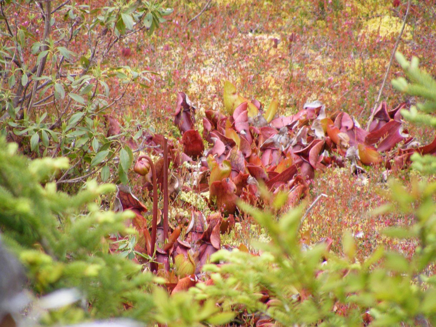 Cluster of wild pitcher plants