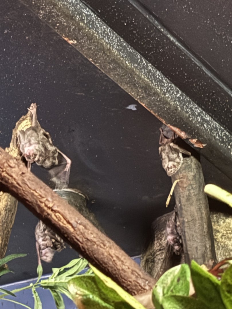 Clusters of Vampire Bats