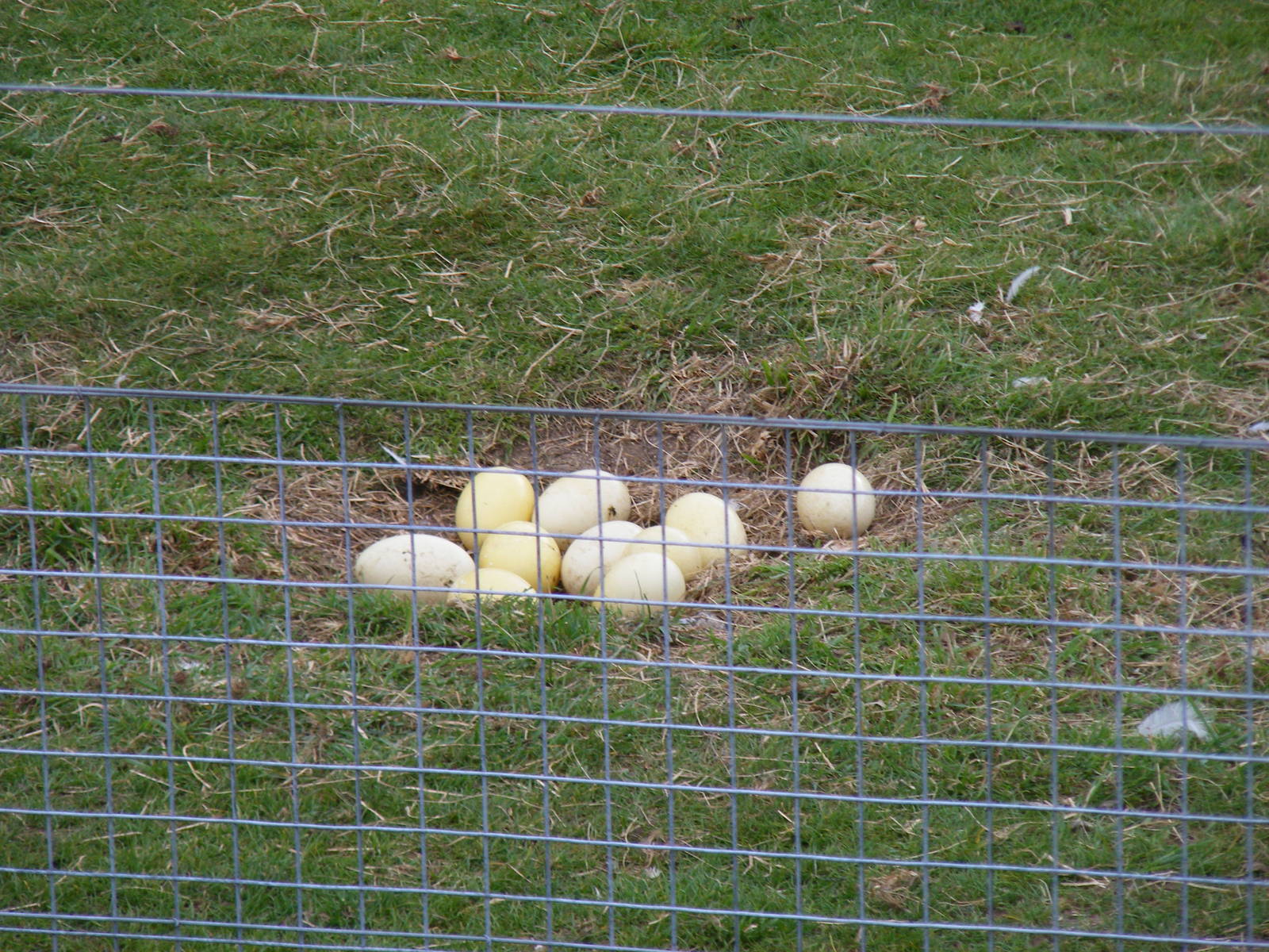 Clutch of greater rhea eggs at Marwell Wildlife, 9 May 2010