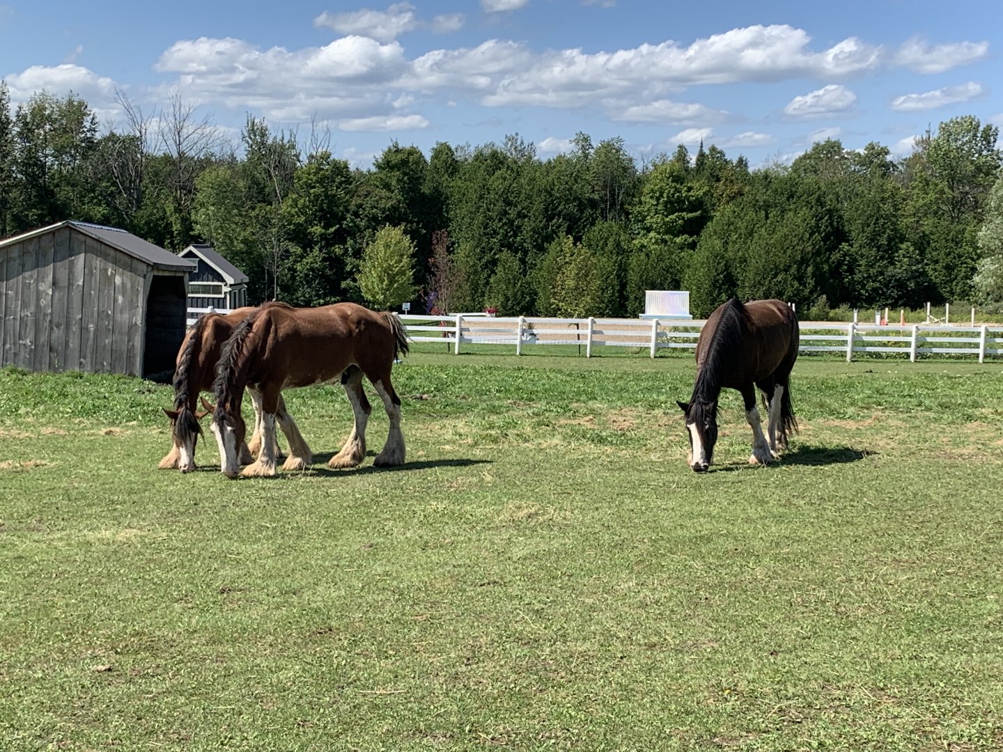 Clydesdale Horses