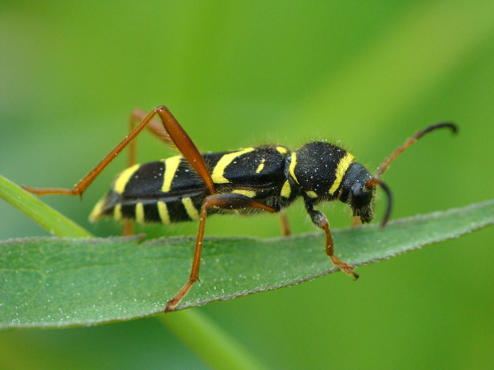 Clytus arietis