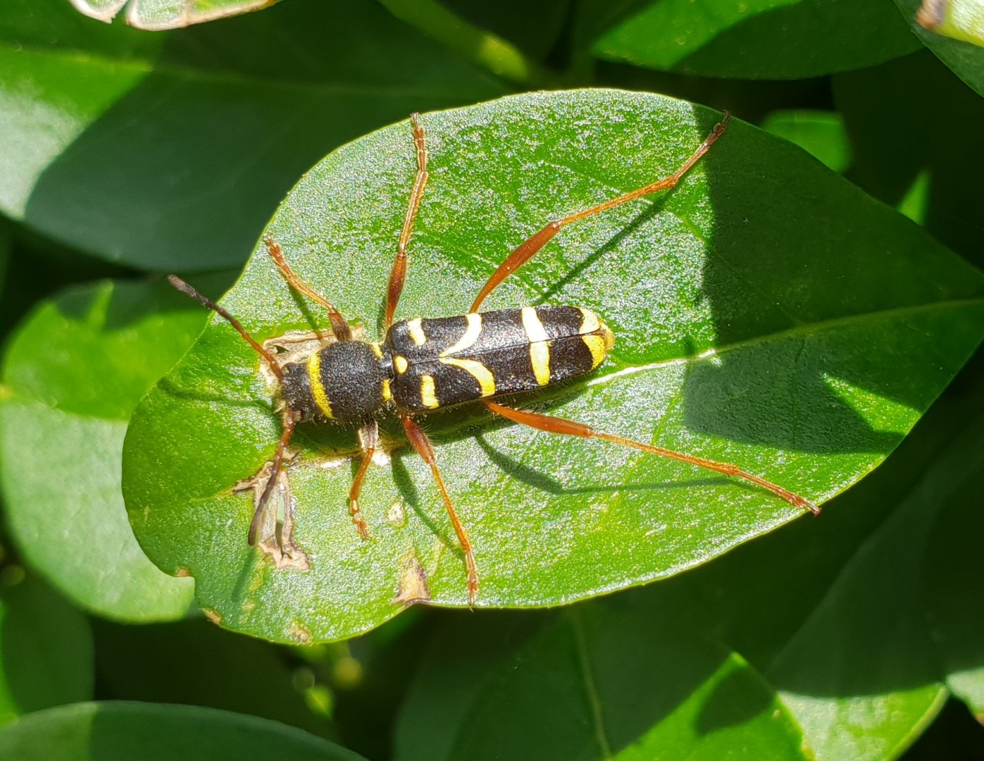 Clytus arietis