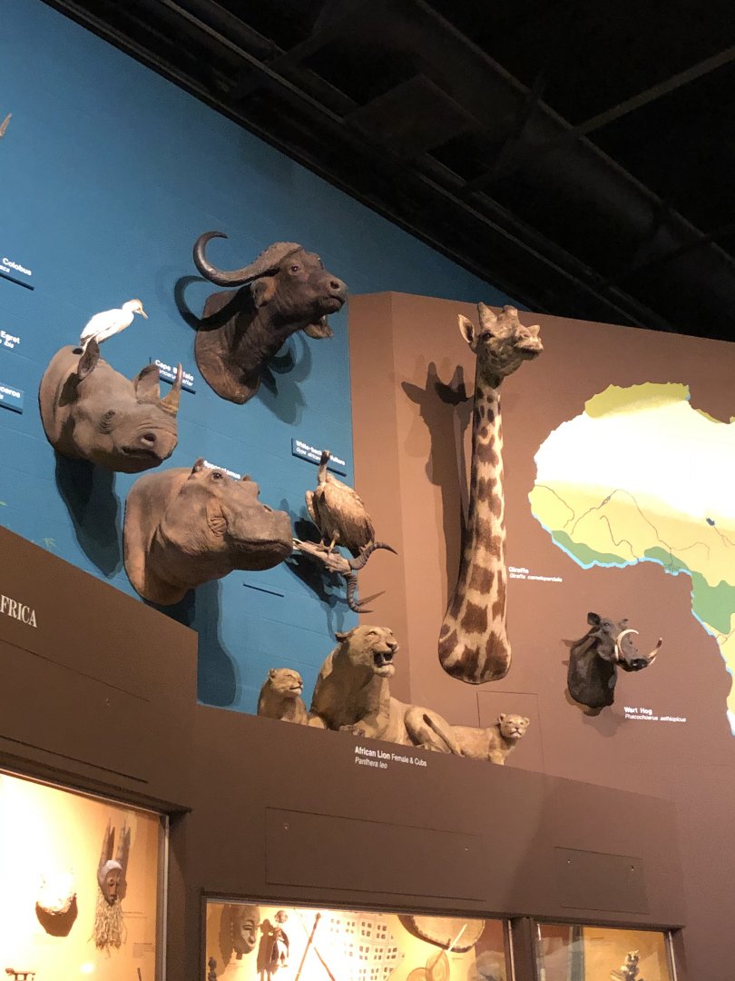 CMNH Africa Display