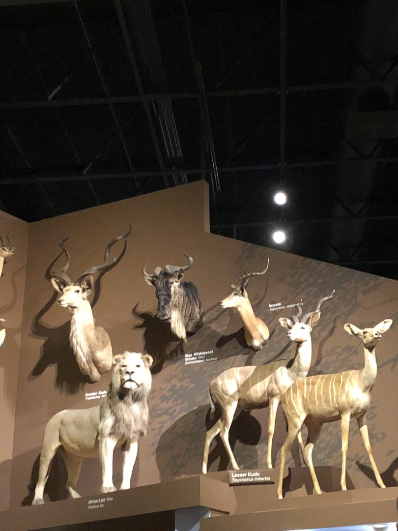 CMNH Africa Display