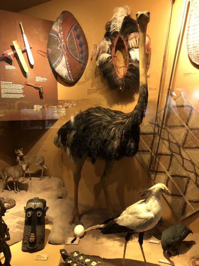 CMNH Africa Display