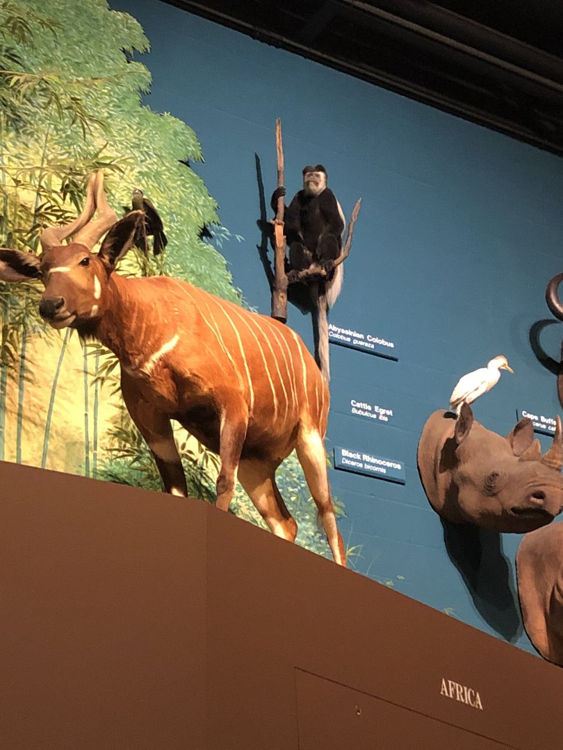 CMNH African Display