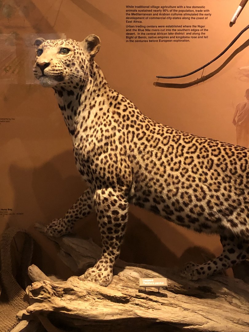 CMNH African Leopard