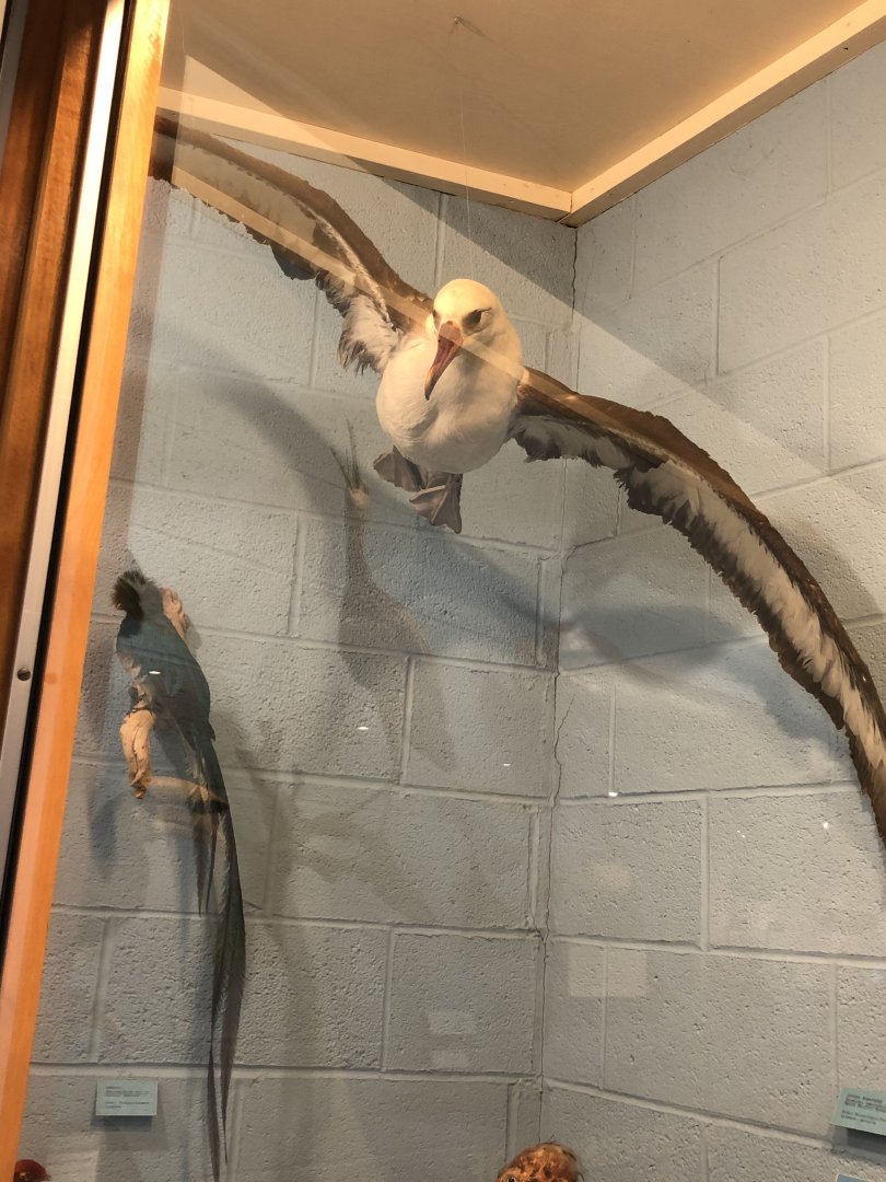 CMNH Albatross and Quetzal