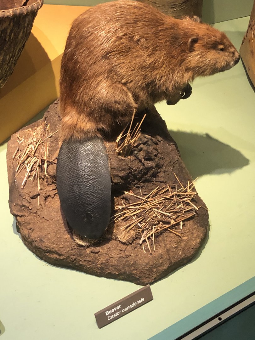 CMNH American Beaver