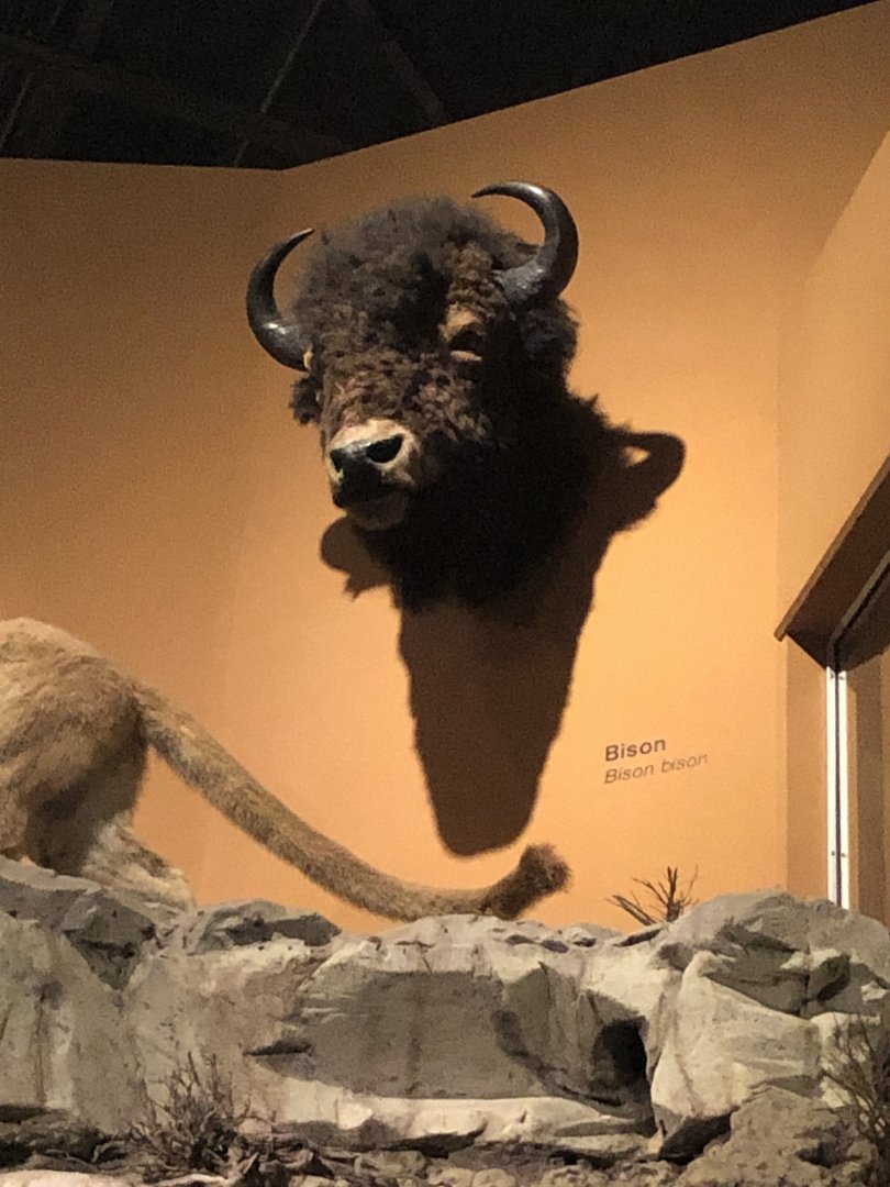 CMNH American Bison