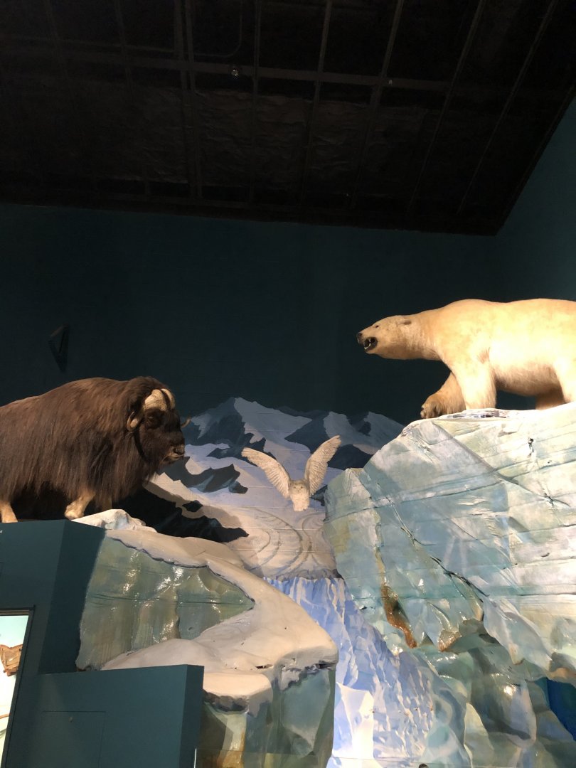 CMNH Arctic Display