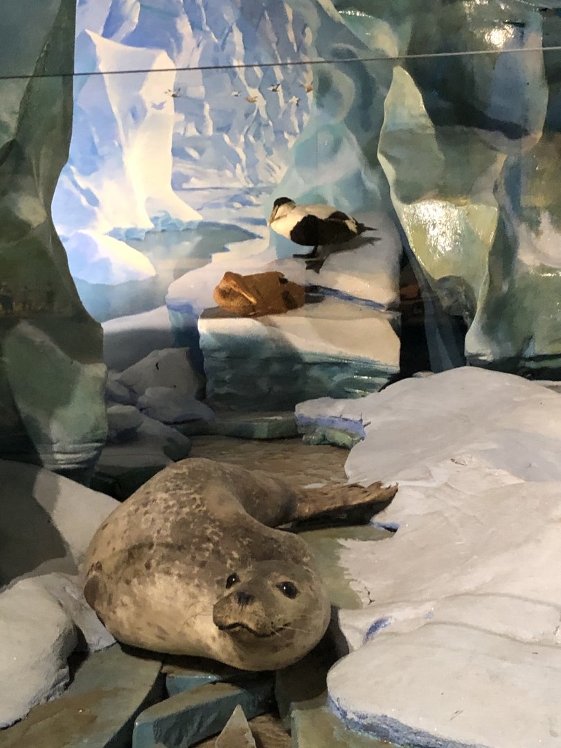 CMNH Arctic Display