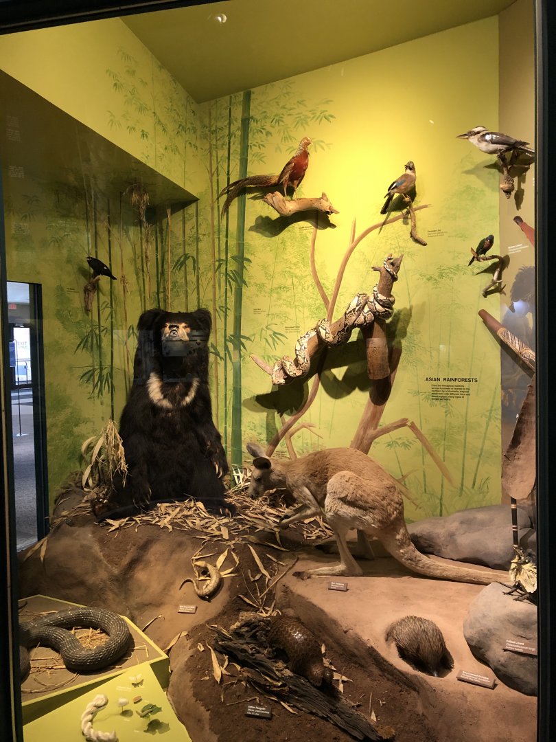 CMNH Australasia