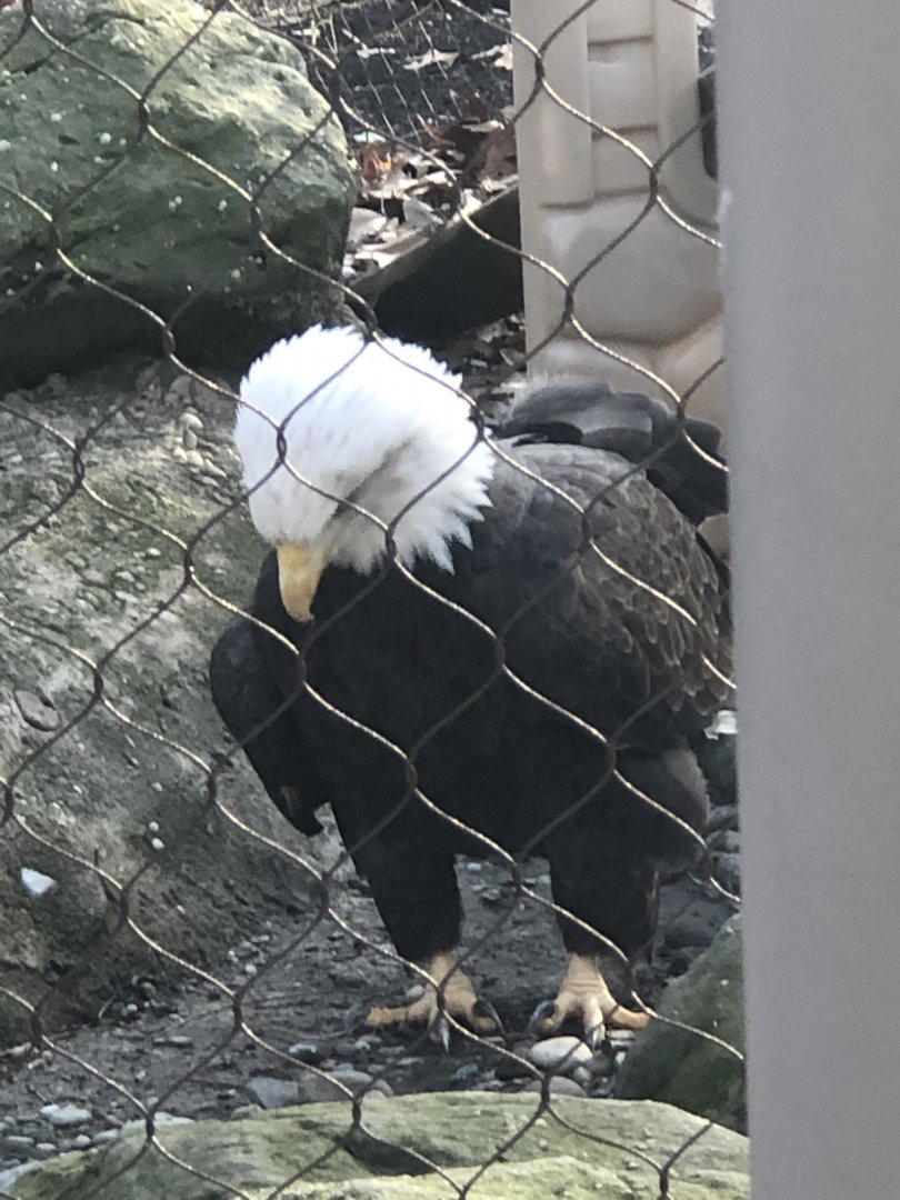 CMNH Bald Eagle