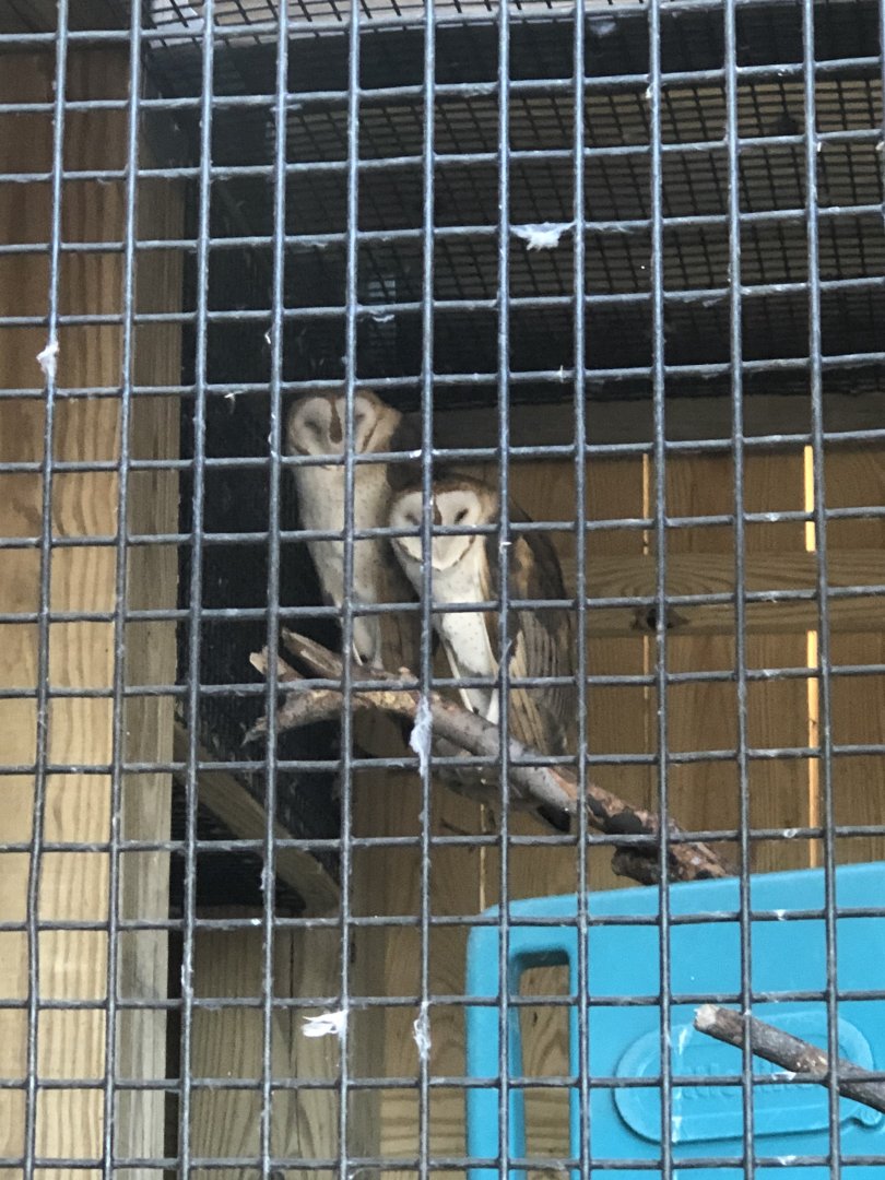 CMNH Barn Owls