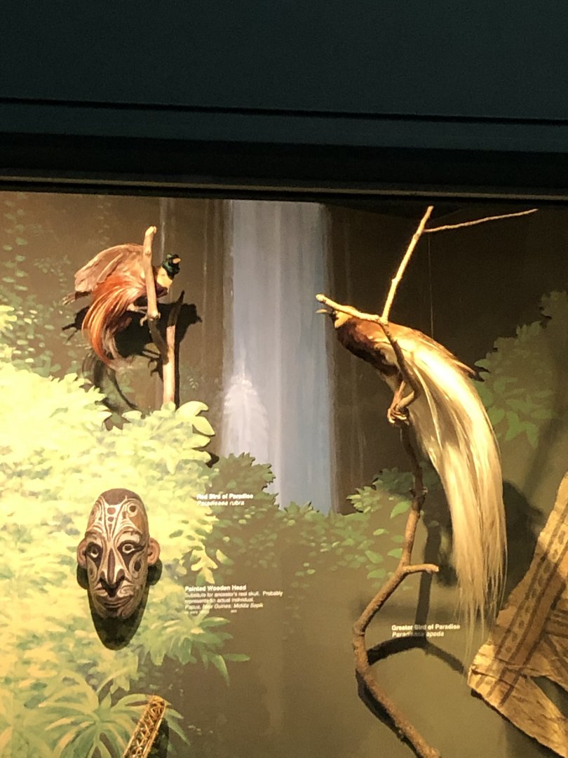 CMNH Birds Of Paradise