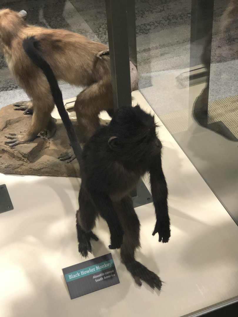 CMNH Black Howler Monkey