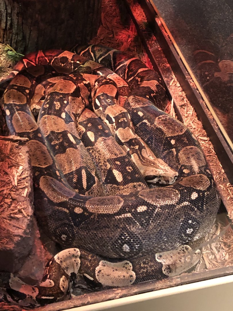 CMNH Boa Constrictor