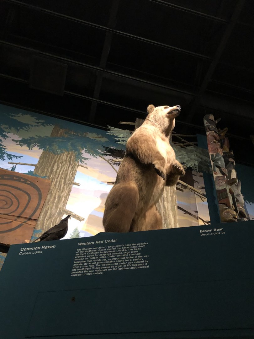 CMNH Brown Bear and Raven