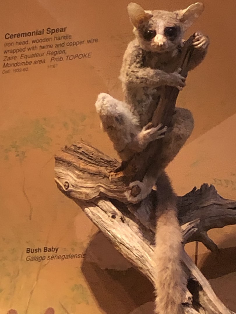 CMNH Bush Baby