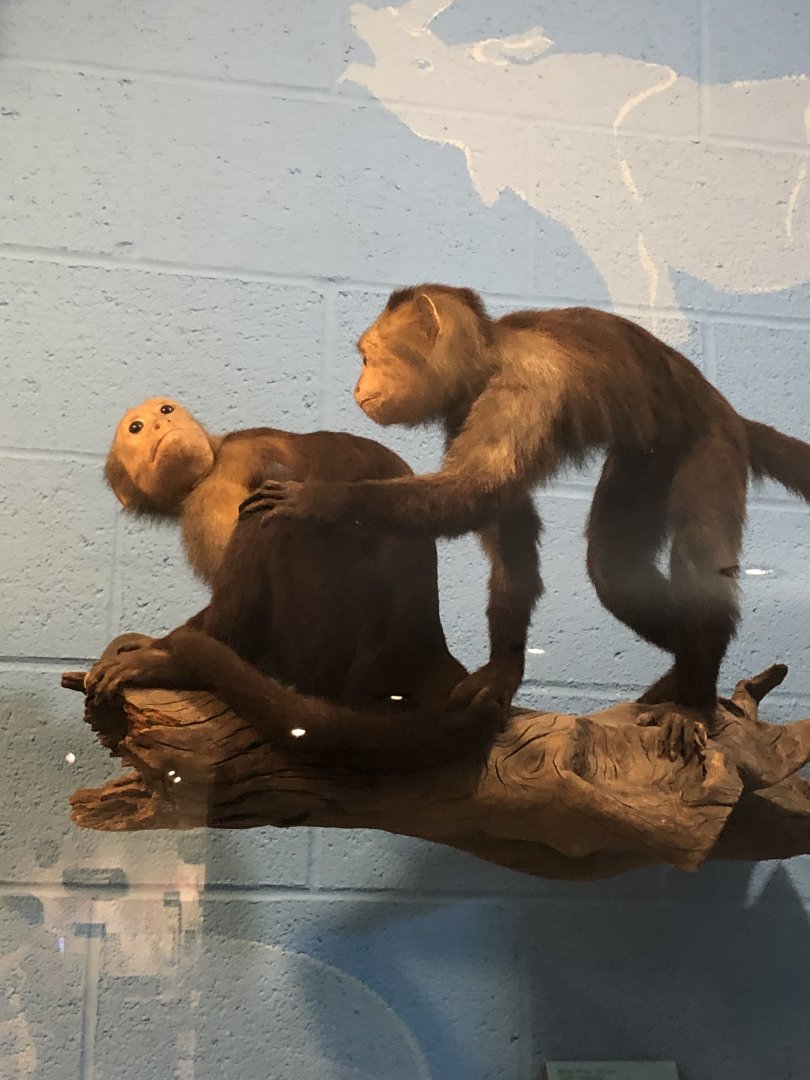 CMNH Capuchin Monkeys