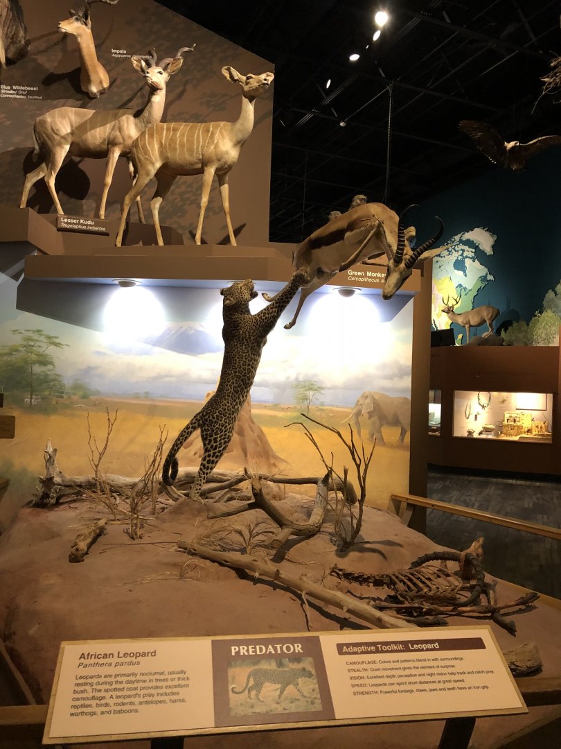 CMNH Cheetah v.s Gazelle