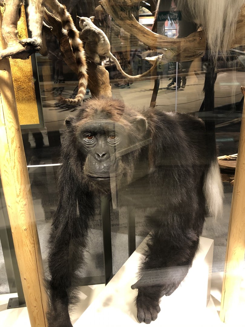 CMNH Chimpanzee