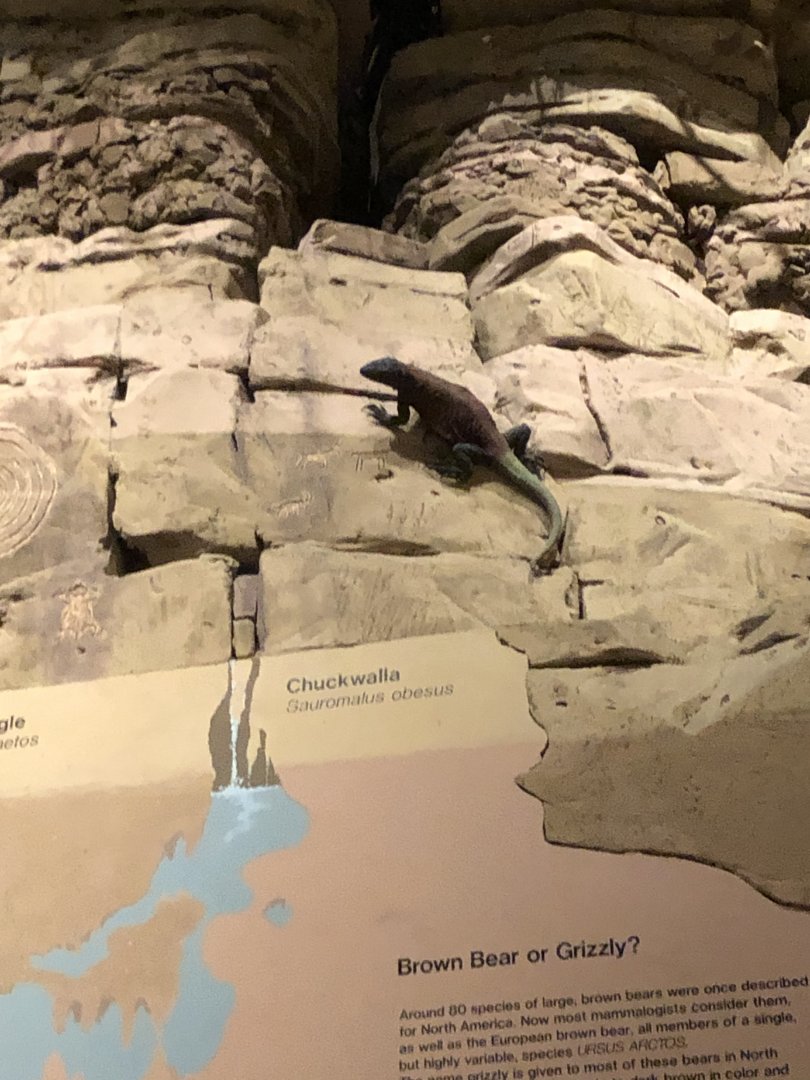 CMNH Chuckwalla