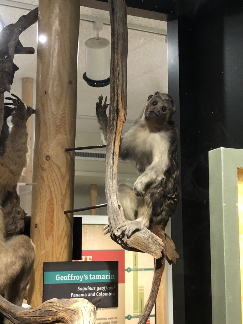 CMNH Geoffrey’s Tamarin