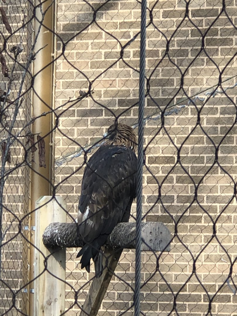 CMNH Golden Eagle