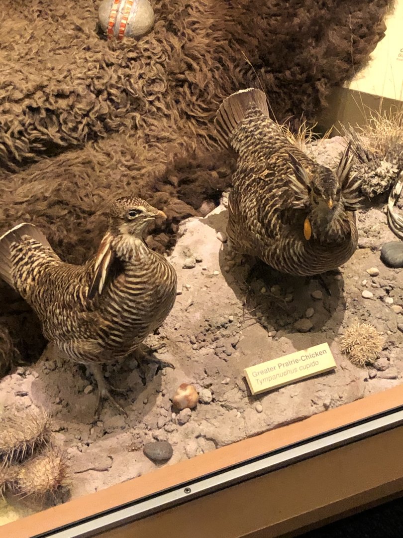 CMNH Greater Prairie Chickens