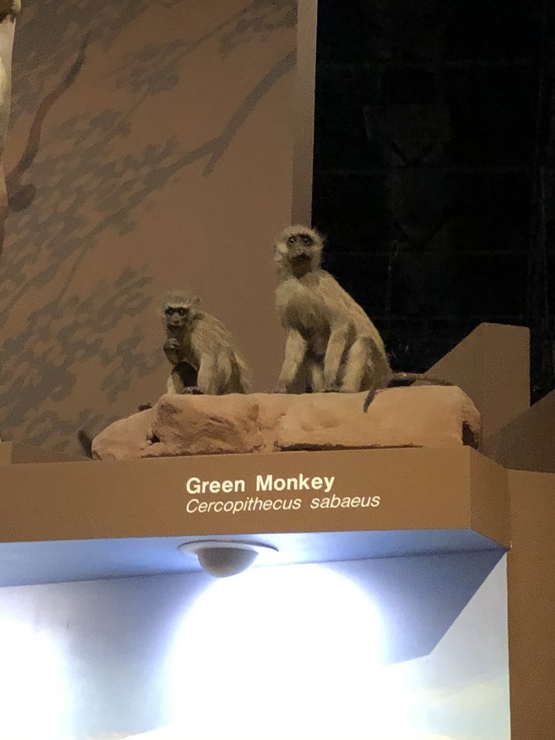 CMNH Green Monkey