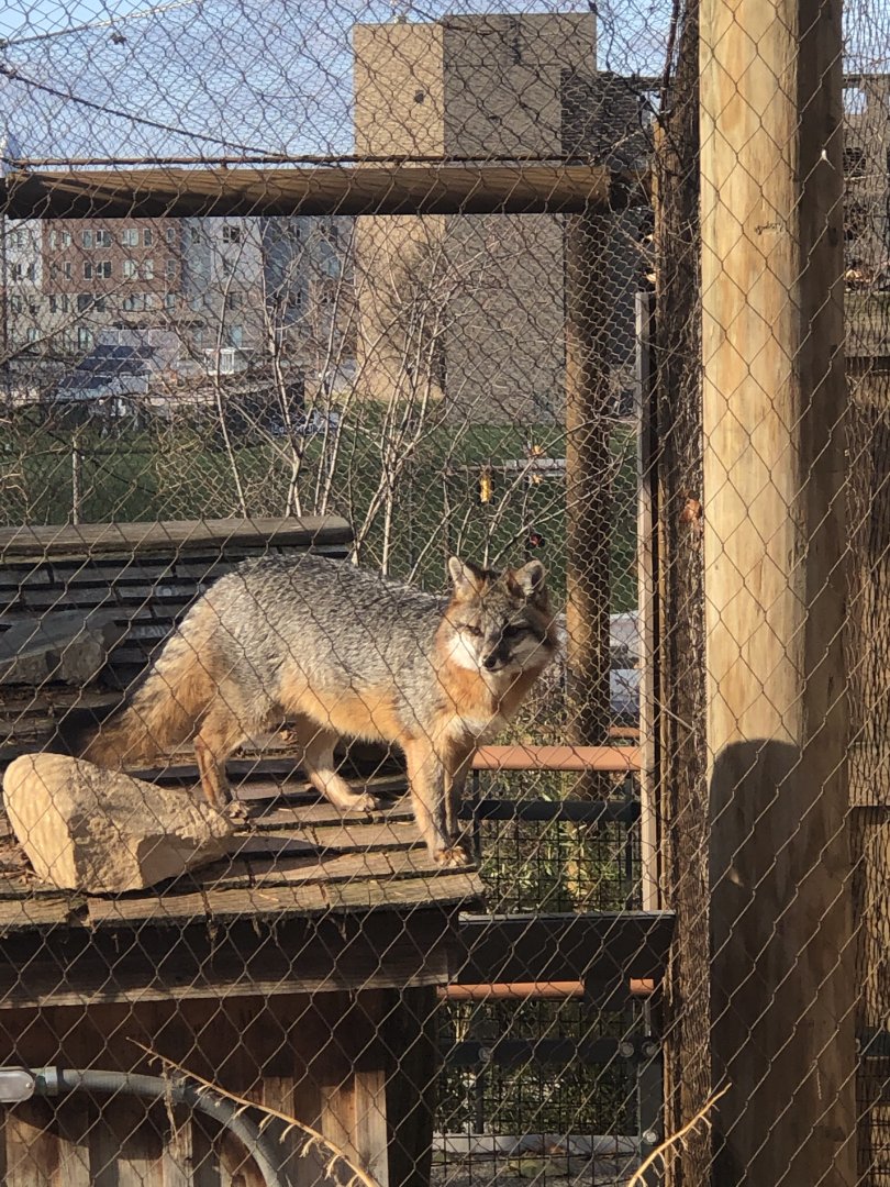CMNH Grey Fox