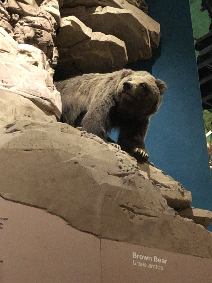 CMNH Grizzly Bear
