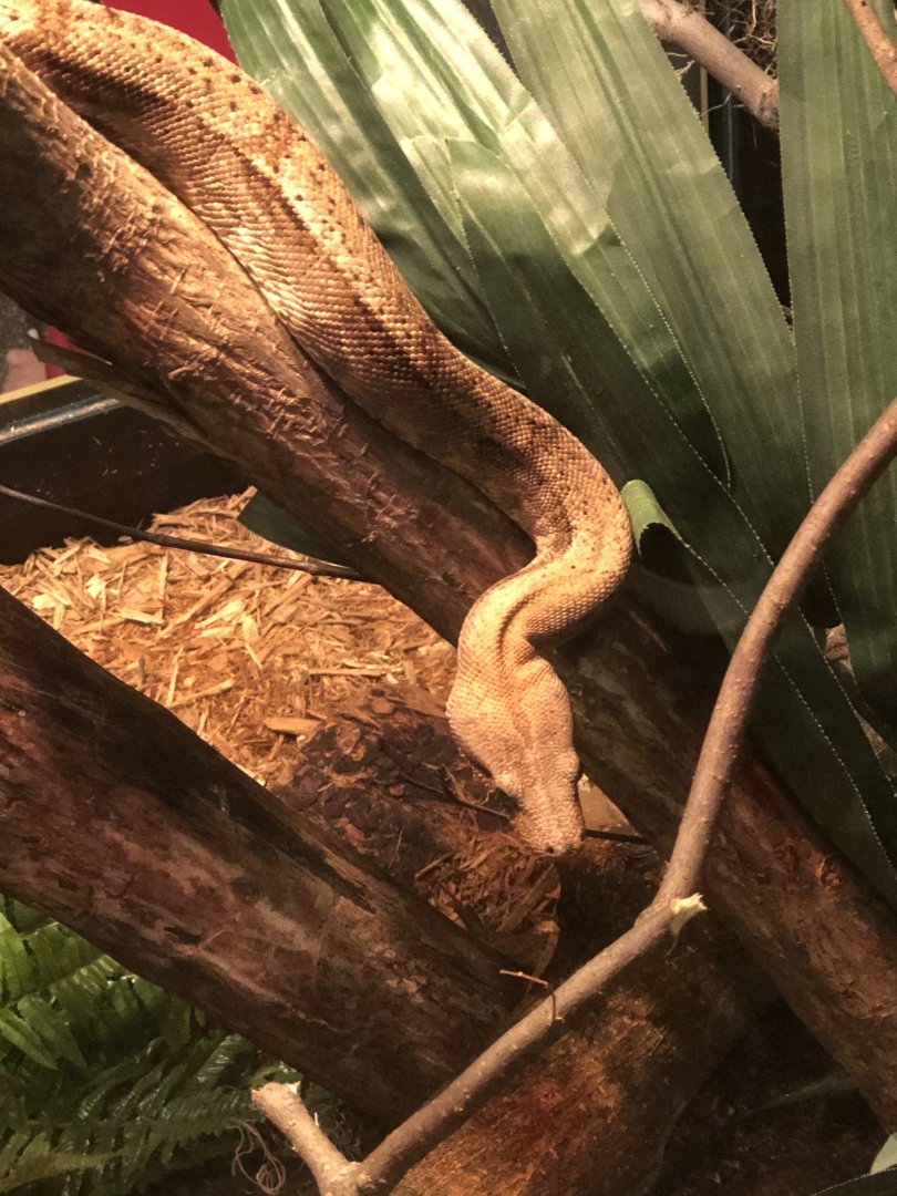 CMNH Hog Island Boa