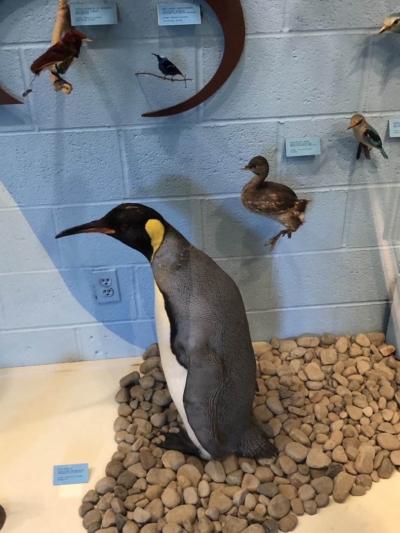 CMNH King Penguin and Other Birds