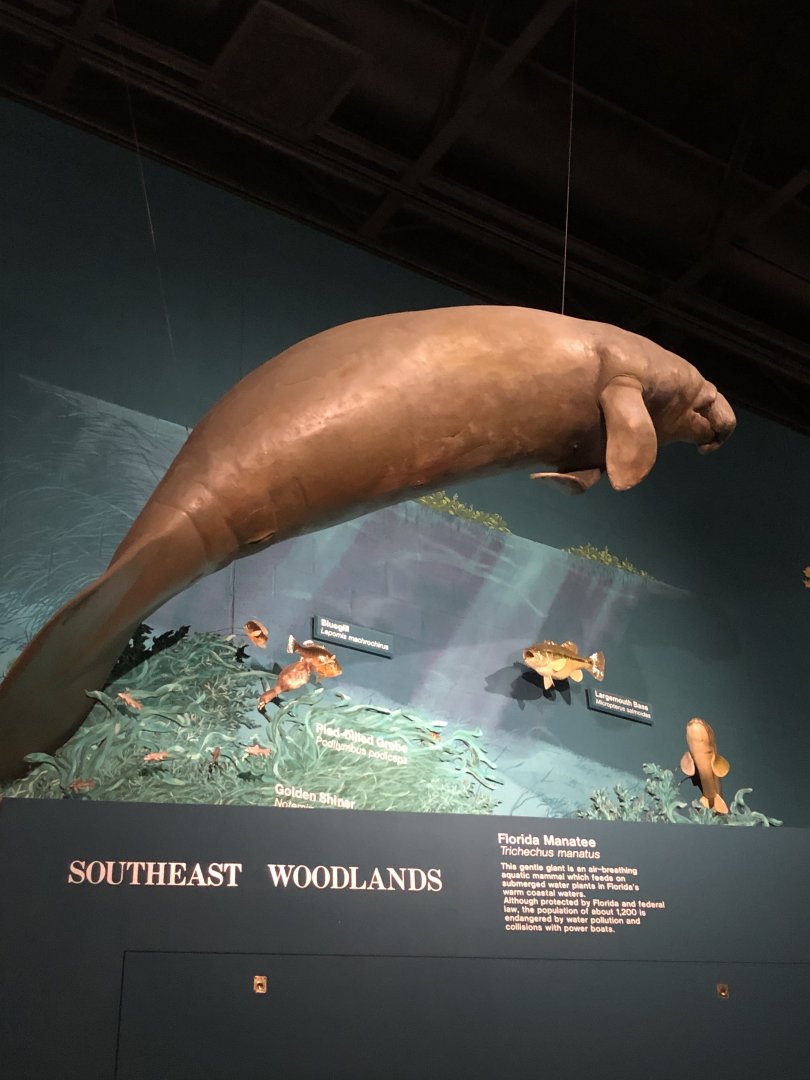 CMNH Manatee Display